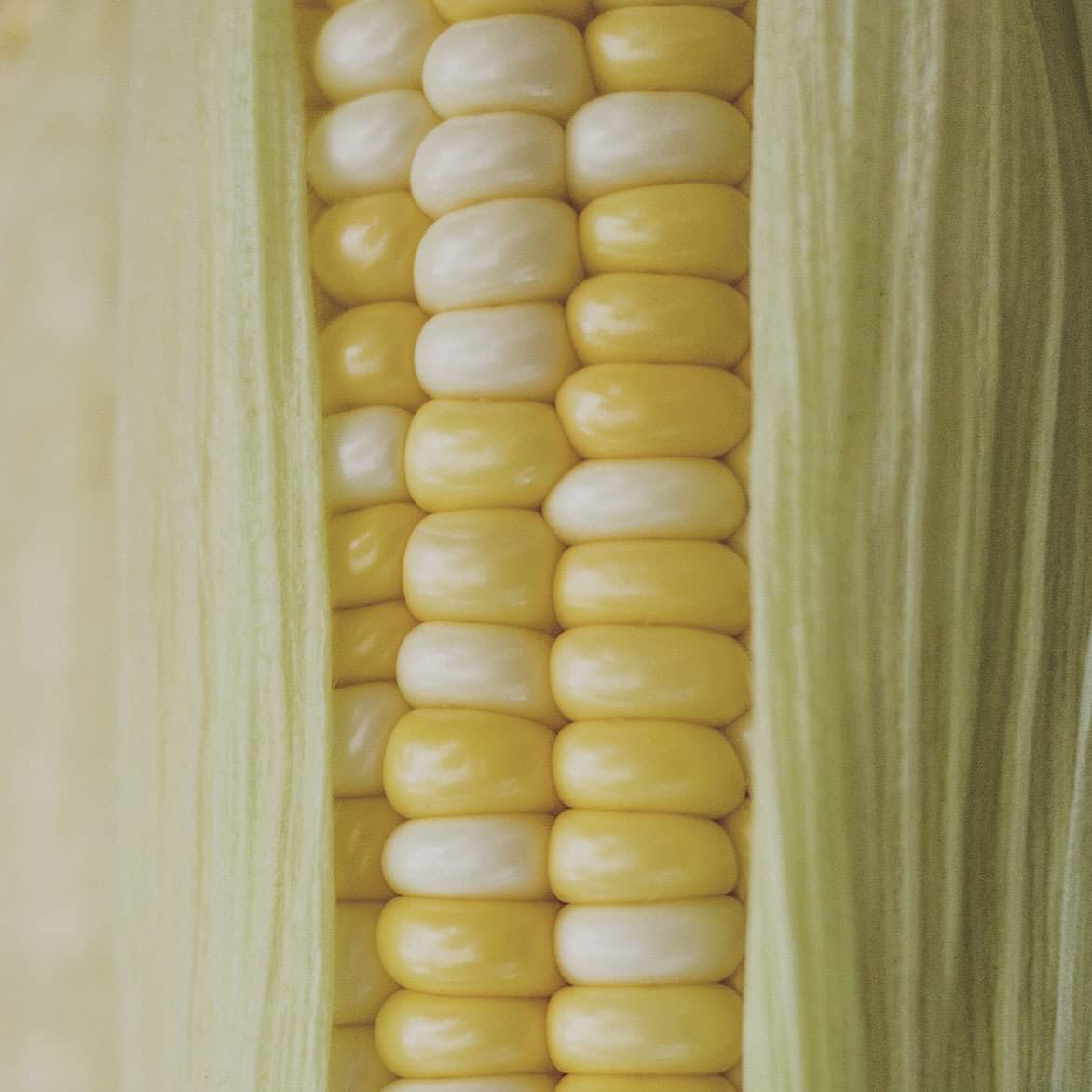 corn