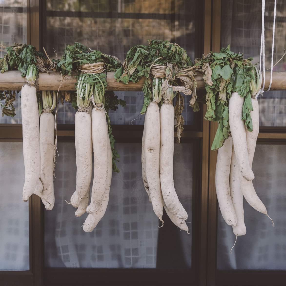 Oriental radish